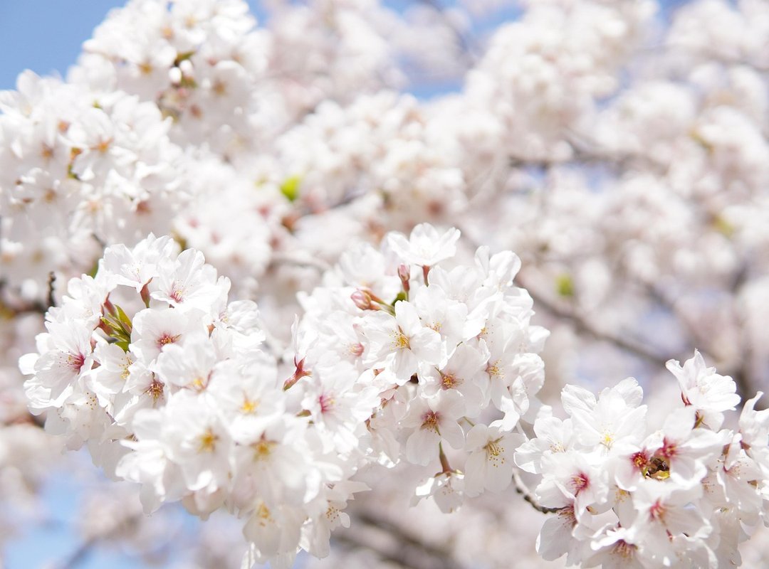 Is It Possible to Get the Sakura Avatar Today?